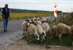 O ilimizde 'tehlikeli hastalık' alarmı! Çok sayıda köy karantinada