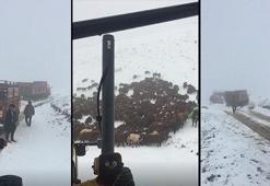 Ardahan'da kar nedeniyle yaylada mahsur kalan çoban ve sürüler kurtarıldı