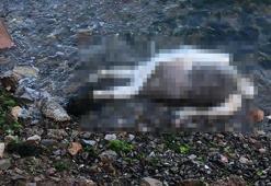 Ceset bulundu! El ve ayakları plastik kelepçeyle bağlı, işkence izleri...