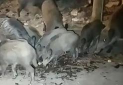 Muğla'da yaban domuzları şehre indi! Vatandaşlar elleri ile besledi...