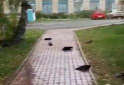 Rusya'yı dehşete düşüren olay! Yüzlerce ölü kuzgun yere düştü....