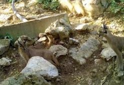 'Ormanın hayalet kedisi' Antalya'da görüntülendi