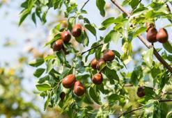 Tam bir vitamin deposu! Karaciğeri tamamen yeniliyor, antidepresan görevi görüyor