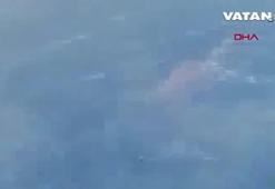 Büyükçekmece'de su samuru görüldü!