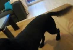 Cengiz Ünder'in adını duyan köpek bir anda...