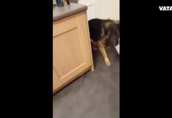 Yaptığı yaramazlıktan utanan köpek