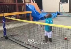 Maymundan inanılmaz tenis performansı