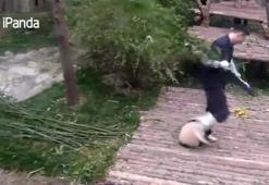 Bakıcısını çalıştırmayan sevimli Panda