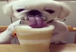 Sevimli köpeğin bardakla imtihanı