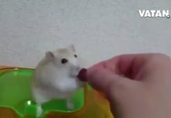 Yemeğe küsen hamster