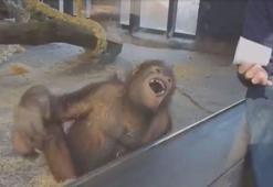 Gülme krizine giren orangutan paylaşım rekoru kırıyor..