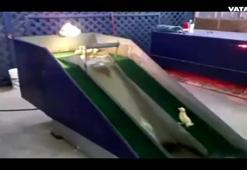 Eğlencenin dibine vuran ördekler!..