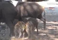 Yaban domuzları piknik alanlarına indi