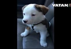 Hıçkıran sevimli köpek yavrusu