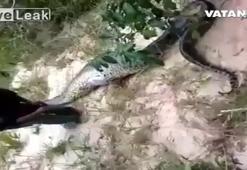 Dev yılanın içinden öyle bir şey çıktı ki...