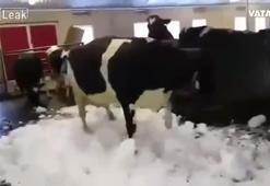 İnekler ilk defa kar görünce