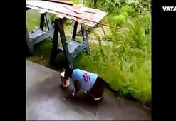 Tiner koklayan kedinin hazin sonu