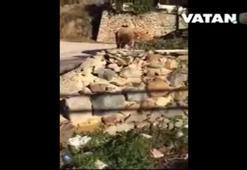 İnekler buz pateni yaptı