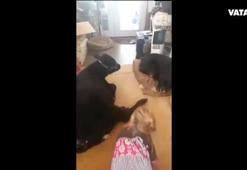 Sevimli kız evine buzağı sokunca