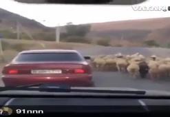 Araba ile koyun çaldılar