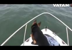 Meraklı kurt köpeği bakın ne yaptı?