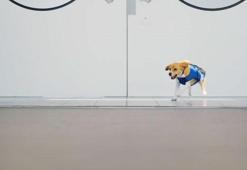 Bu köpeği görünce çok şaşıracaksınız!