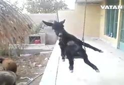 Salıncakta sallanan bir eşşek!