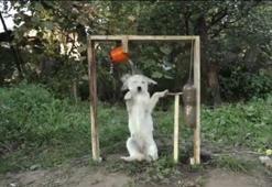 Bu köpek çok akıllı!