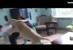 Evde beslenen aslanın vahşi saldırısı