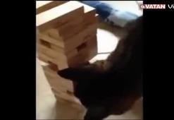 Bu kedi çok farklı… Niye mi?..İşte yanıtı..