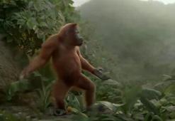Bu orangutan çok farklı..