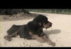Silivri'de köpek katliamı!