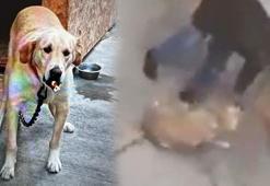 Köpeğe şiddet uygulayan şüpheli gözaltına alındı