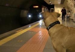 Dünya gezgin köpek Boji’yi konuşuyor