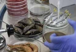 Bu balıklardan uzak durun! Müsilaj sonrası kritik uyarı