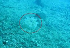 Denize girenlere elektrik gibi çarpan 'denizanası' uyarısı