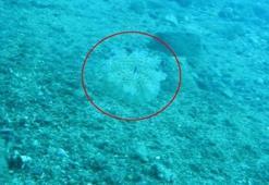 Denizlerde yeni tehlike! Elektrik çarpması gibi...