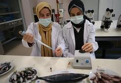 Karadeniz'de araştırıldı! İşte sağlığa en faydalı balık...