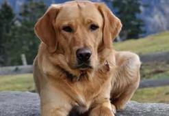 Rüyada köpek görmek ne anlama gelir? Rüyadaki köpek neye işaret eder?