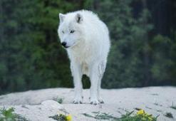 Rüyada kurt görmek ne anlama gelir? Rüyadaki kurt neye işaret eder?