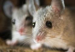 Rüyada fare görmek ne anlama gelir? Rüyadaki fare neye işaret eder?