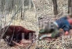 Rusya'da dehşete düşüren olay! Arkadaşını öldüren ayıyı dövüşerek etkisiz hale getirdi...