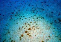 Türkiye'de ilk kez görüntülendi! Denizlerde büyük tehlike