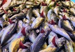 Hamsi avı azaldı, fiyatı arttı! Kilosu 20 lira