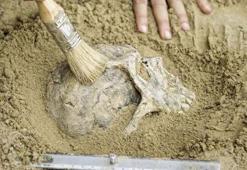 Homo sapiens ve Neandertallerden sonra yeni bir insan türü bulundu: Homo bodoensis