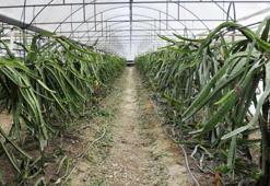 Kilosu 40 lira! Talep patladı, ülkeler sıraya girdi...