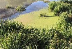 Yeşılırmak’ta büyük tehlike! 'Zehir saçan yeşillik'