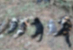 Bodrum'da 20 kedi ölü bulundu!