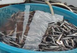 Hamsinin kilosu 10 liraya düştü! Karadeniz'de fırtına dinince...