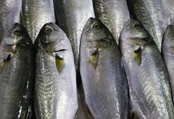 Mevsim geçişlerinde 'zengin balık’ tüketimi önerisi